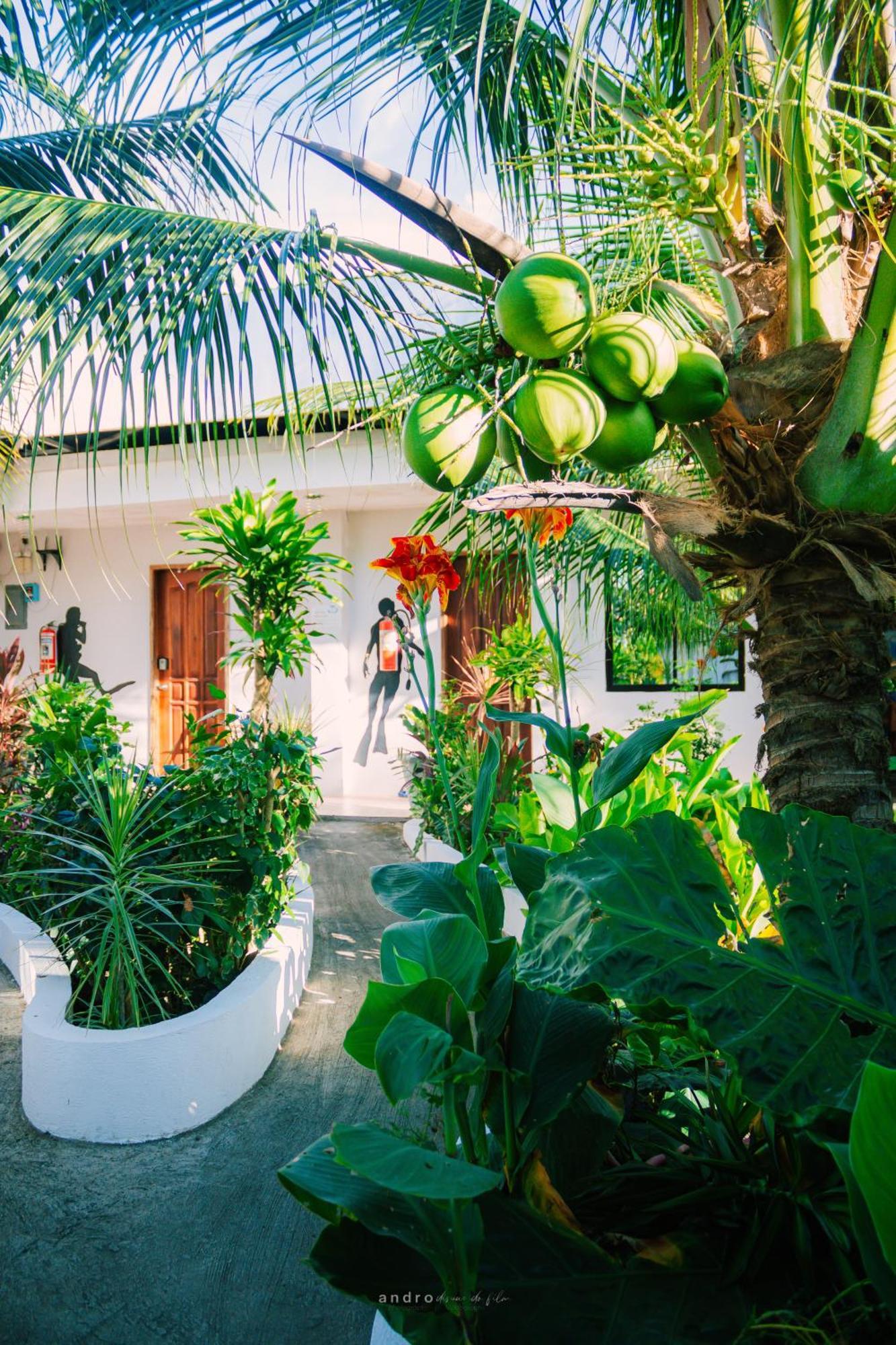 Ananas Guesthouse Moalboal Exterior photo